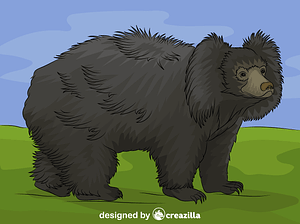 Sloth Bear