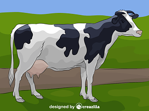 Holstein Cow