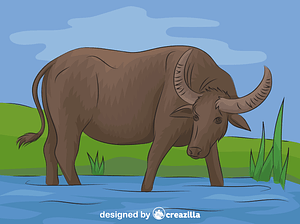 Water Buffalo