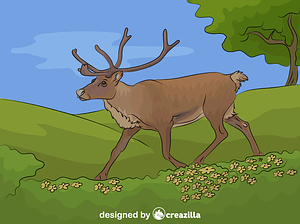 Reindeer