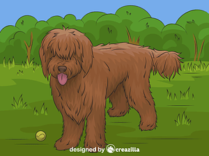 Labradoodle