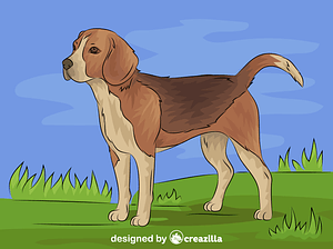 Beagle