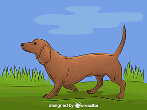 Dachshund