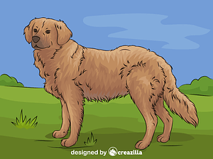 Golden retriever