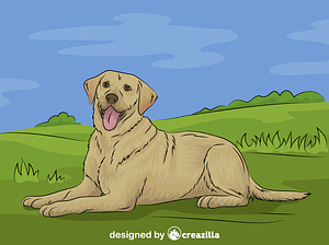 Labrador retriever