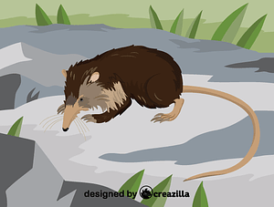 Cuban solenodon