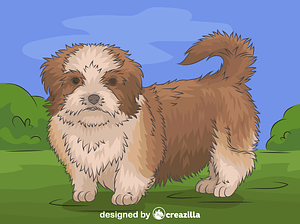 Shih tzu