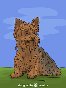 Yorkshire terrier