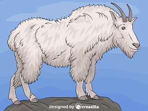 Mountain Goat
