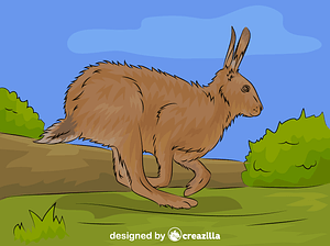 Brown Hare