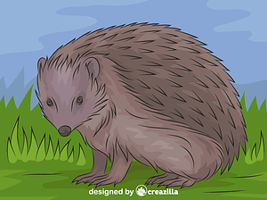 European Hedgehog
