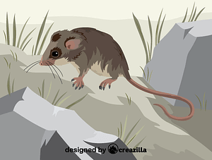 Mountain pygmy possum