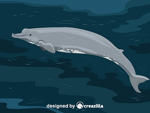 Baird's beaked whale