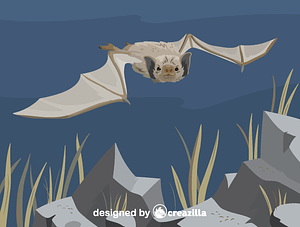 White-winged vampire bat