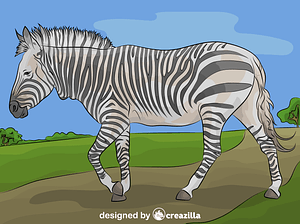 Hartman's Mountain Zebra