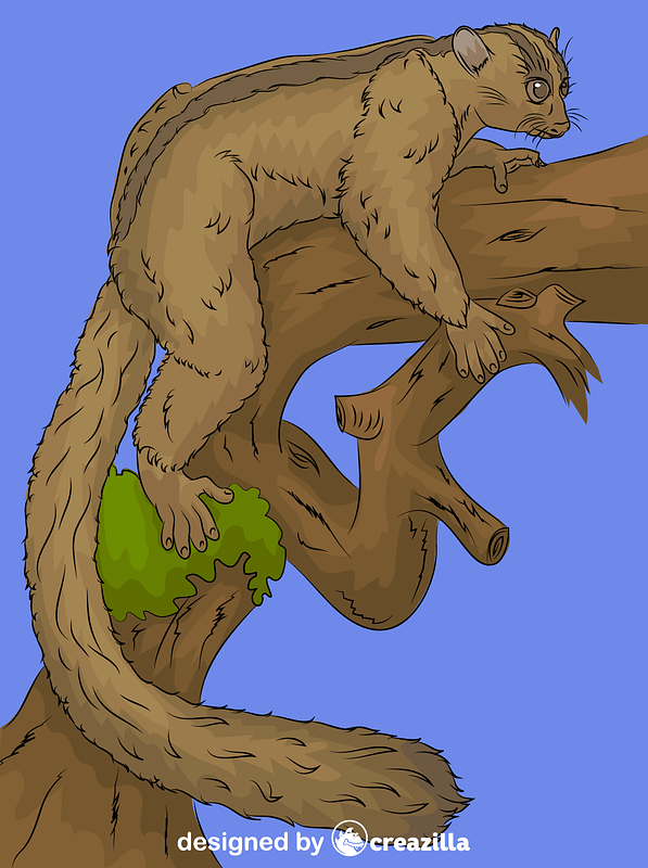 Masoala Fork-crowned Lemur