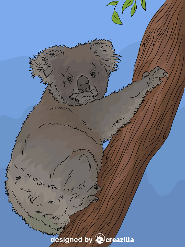 Коала