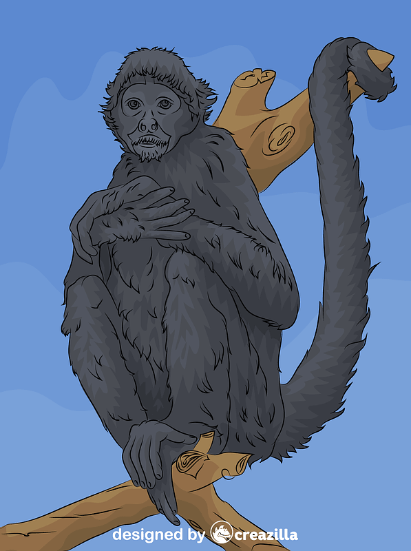 Black headed spider monkey