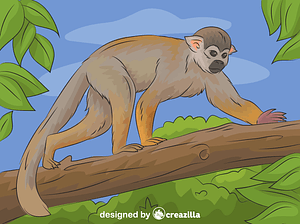 Squirrel Monkey