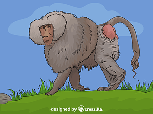 Male Hamadryas Baboon