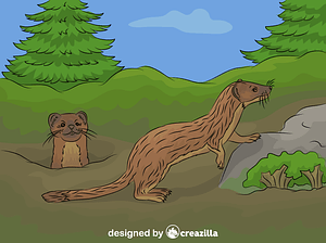 Long-tailed Weasel