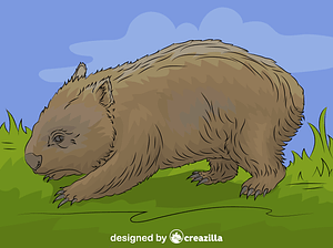 Common Wombat