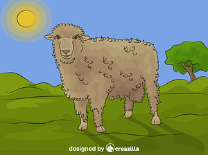 Corriedale Sheep
