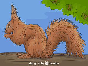 Red Squirrel