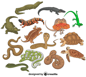 Set of Reptiles