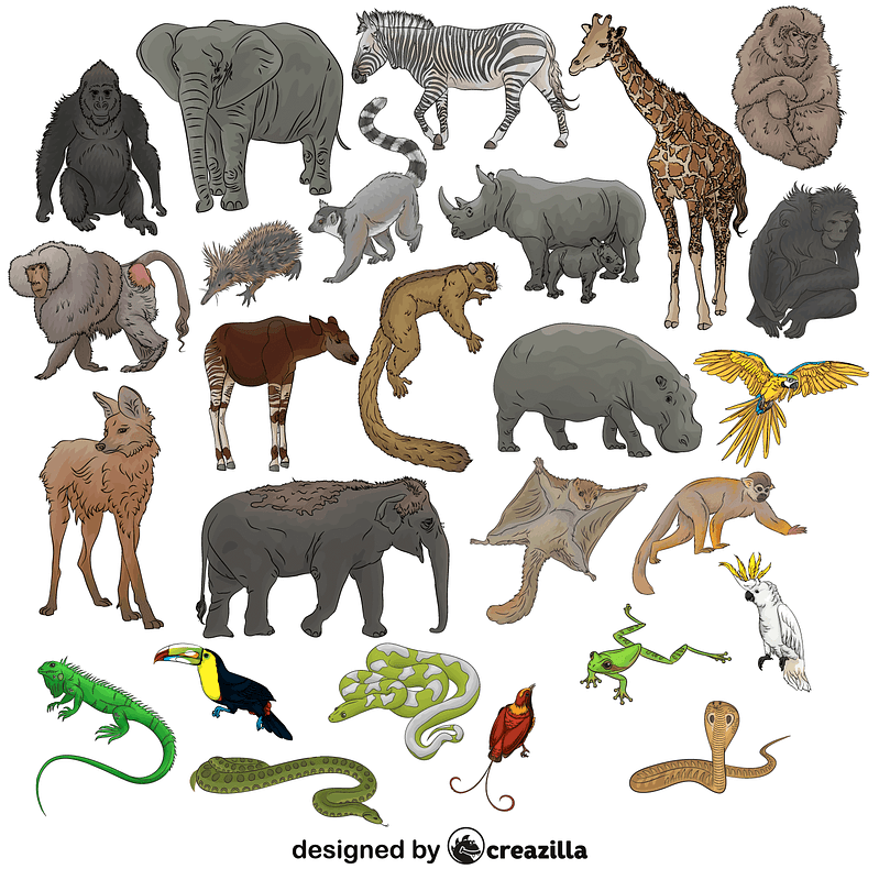 Set of Jungle Animals