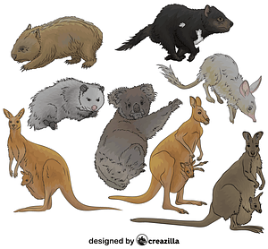 Set of Marsupial