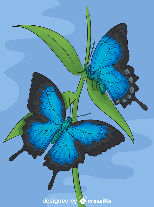 Ulysses Butterflies