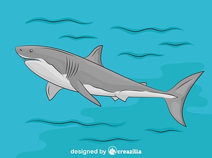 Great White Shark in the Water