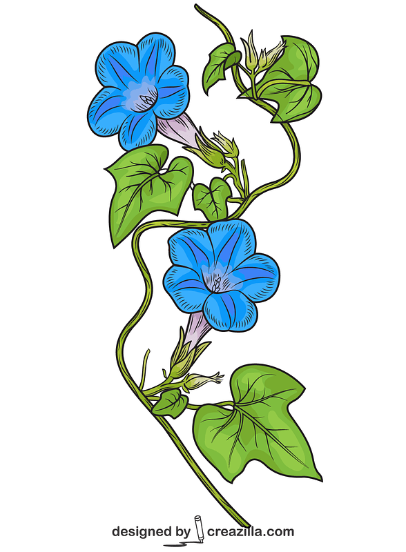 Ivy-leaved Morning Glory
