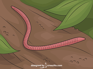 Red Wiggler Worm