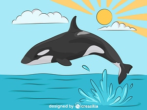 Killer Whale jumping out of water