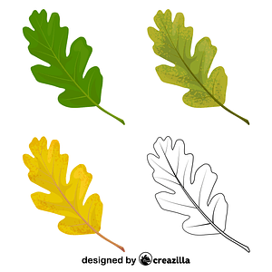 Valley oak leaves