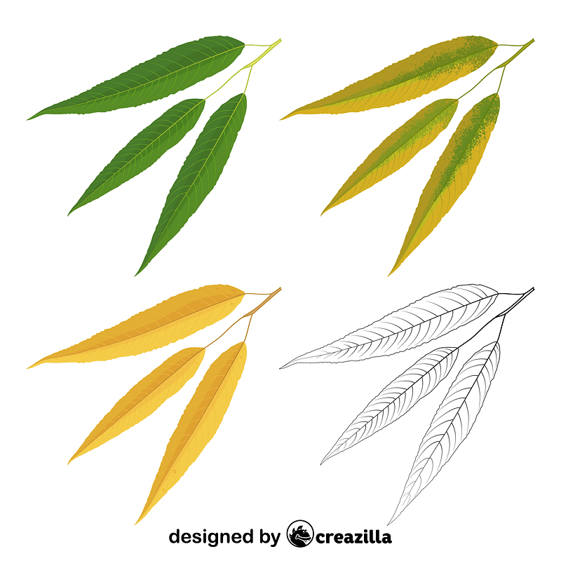 White willow leaves