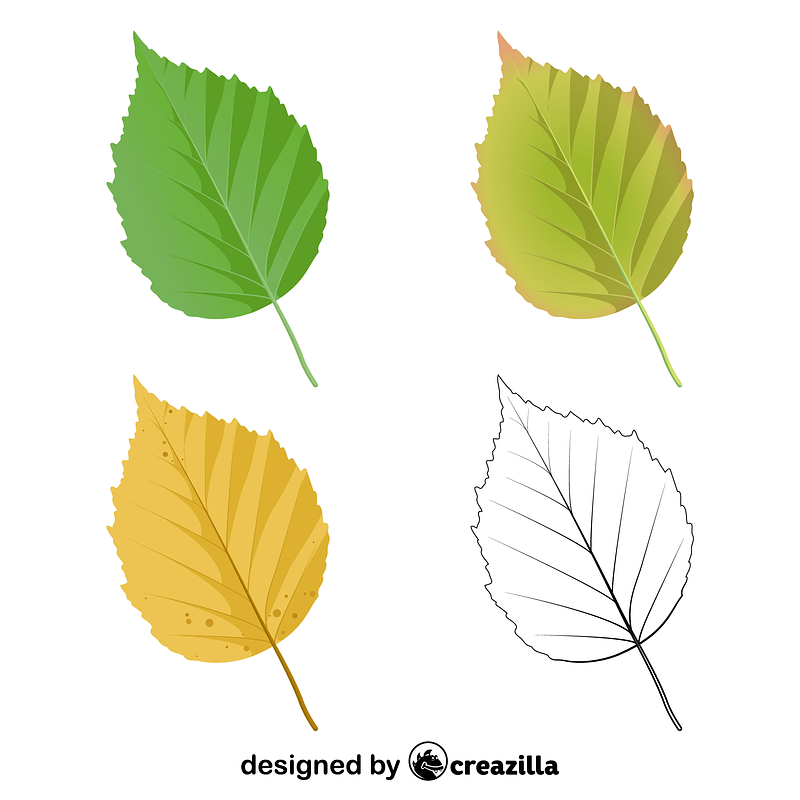 Paper birch leaves