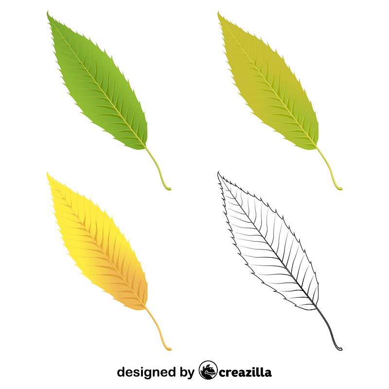 Sawtooth oak leaves