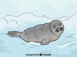 Harp Seal