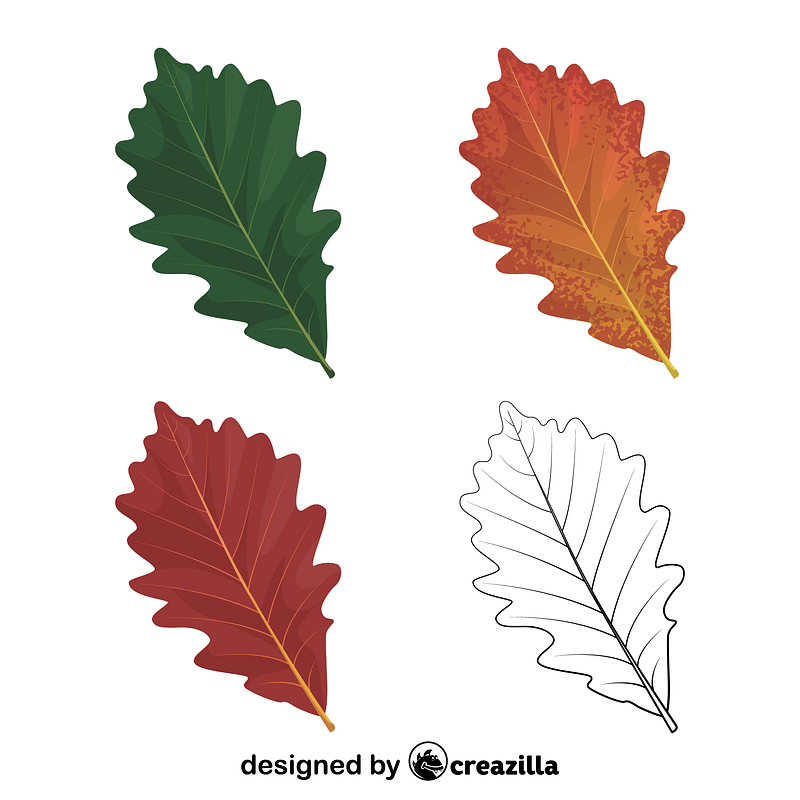 Swamp white oak leaves