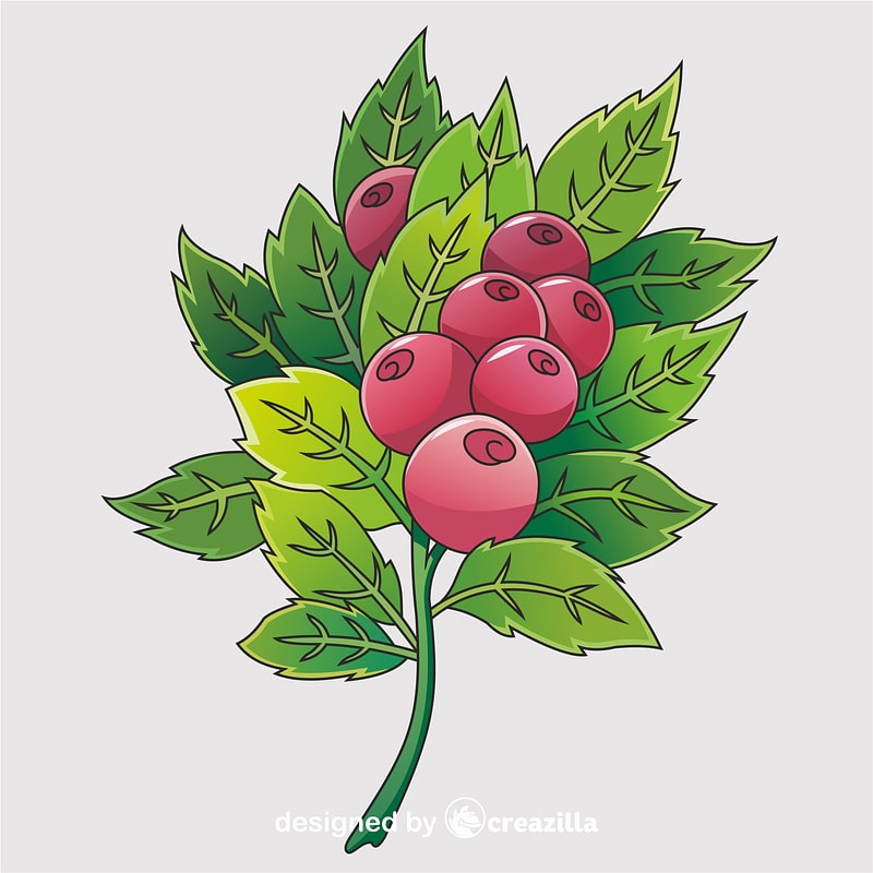 Cranberry
