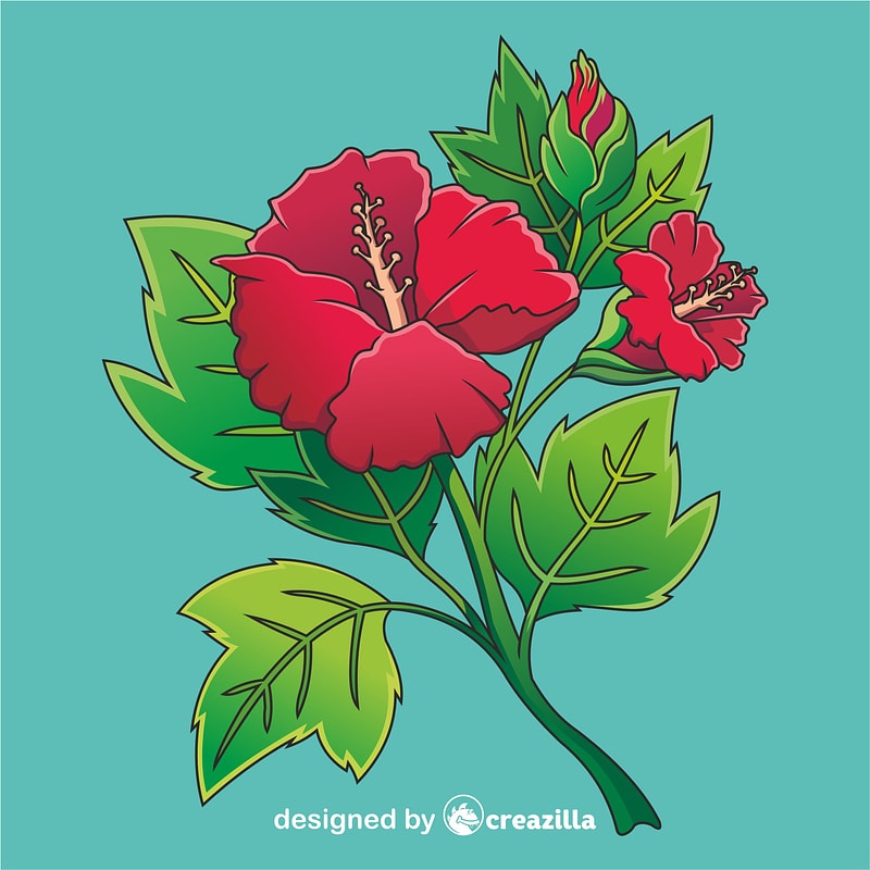 Hibiscus