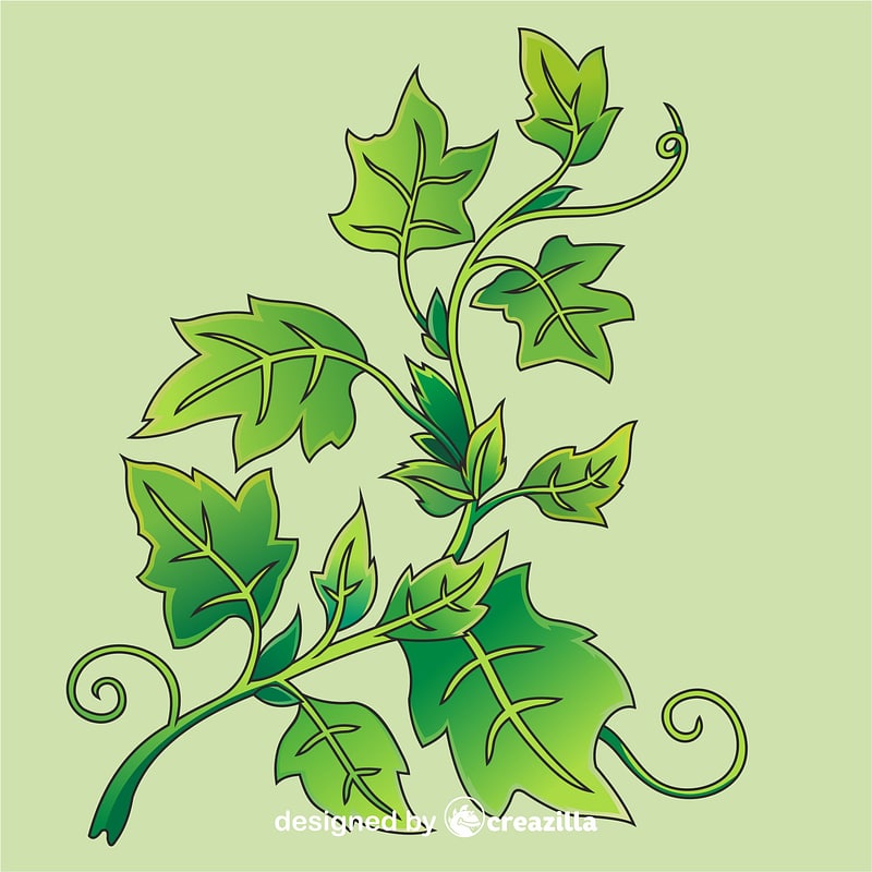 Ivy