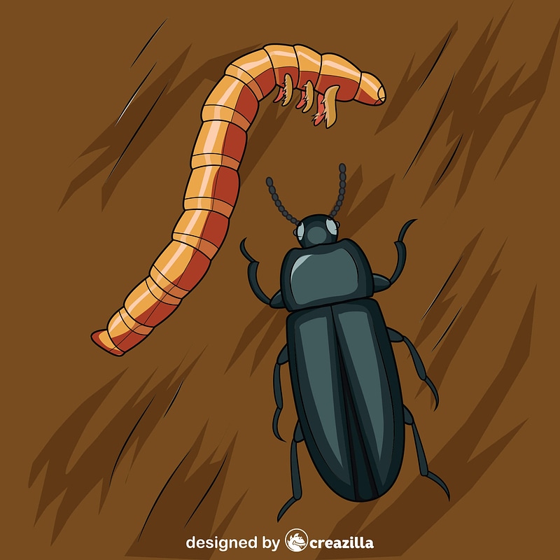 Mealworm Beetle and Larval
