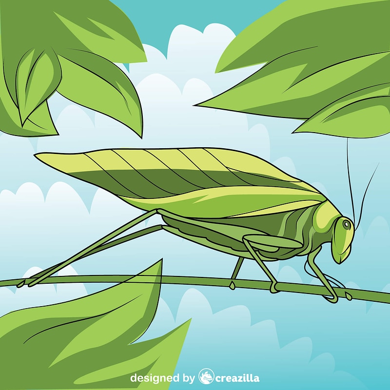 Katydid Leaf Bug