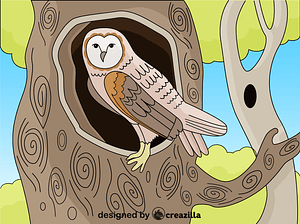 Barn Owl