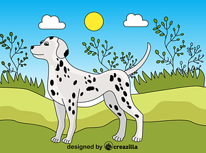 Dalmatian Dog