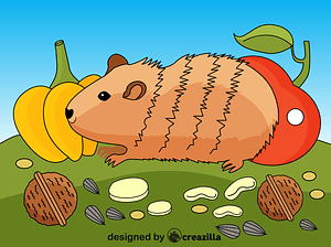 Guinea Pig